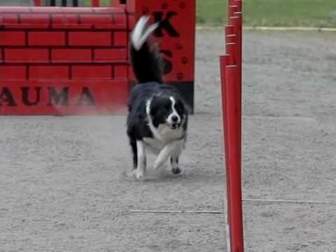 Dog agility / weave poles in slow motion..