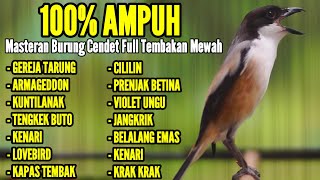 Download lagu KICAUAN BURUNG CENDET MATERI MEWAH COCOK BUAT MASTERAN CENDET ANDA mp3