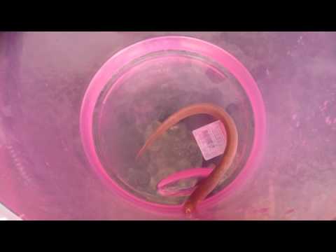 Pirål/Slimål fanget på brygga