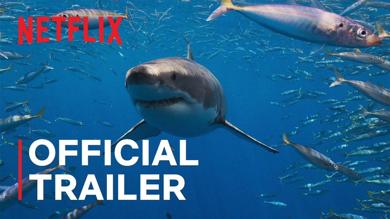 Semua Hiu | Trailer resmi | Netflix - YouTube