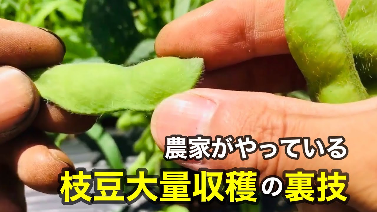 枝豆をたくさん収穫する方法！農家が実践しているコツや食べ時(家庭菜園)
