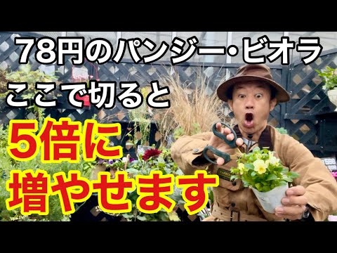 パンジーを植える時期と方法は？美しく開花させるためのヒントとコツ！  庭園