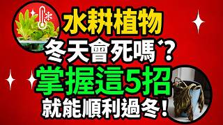 別以為水耕撐不過冬！學會這5招照樣綠油油！