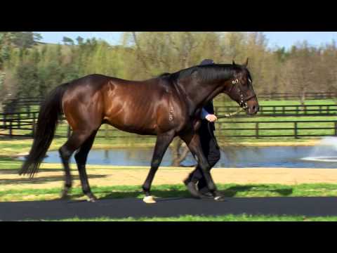 Testa Rossa at Vinery Stud's 2015 parade