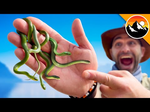 Would You Enter a Snake Infested Forest