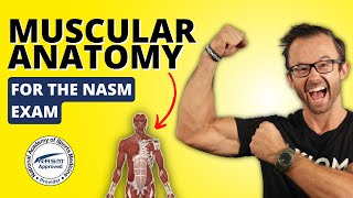 How To Memorize The Muscles For The NASM-CPT Exam || NASM-CPT Study Tricks
