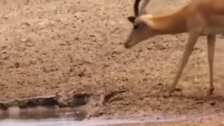 CROC BOSS Rips Crocodile's Top Jaw Off - National Geographic Documentary