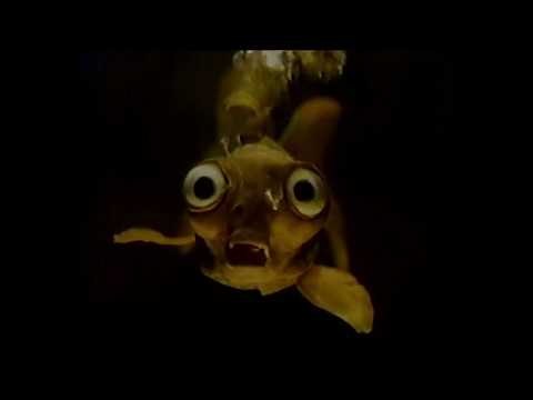 Commodore VIC-20 (Commodore International) TV Commercial 3 - 1983