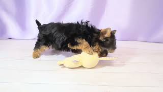 ヨークシャーテリアの動画01