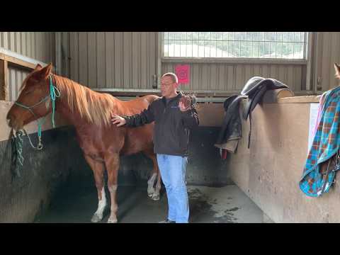 Volunteering at RDA - Phil from Hutt Valley RDA