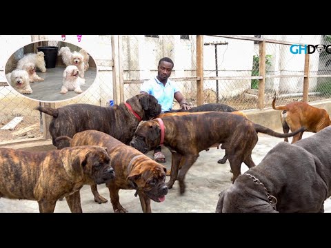 A visit to Richy's Kennel | Solid Bull Mastiff, Neapolitan Mastiff and Maltese Dog Kennel |