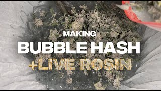MAKING BUBBLE HASH FULL MELT + LIVE ROSIN 🔥 | CANNABIS SOLVENTLESS EXTRACTION IN COLOMBIA 🇨🇴