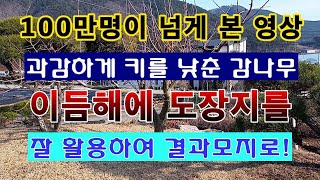 [텃밭농부. 1,335]  100만명이 본 과감하게 키를 낮춘 감나무. 이듬해 해야 할 도장지 활용 중요한 …