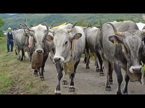 Transumanza. Arrivo in alpeggio ai monti Li Foj