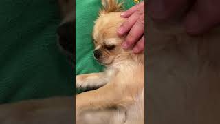 【チワワ】ただただ見守るだけの動画 #Shorts