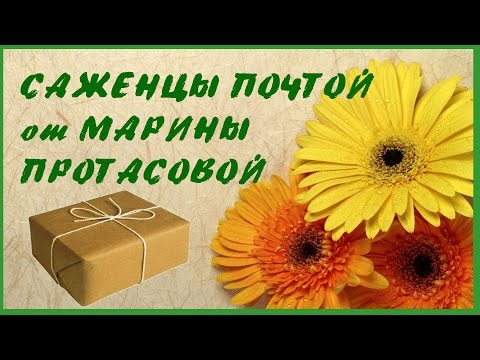 САЖЕНЦЫ ПОЧТОЙ от Марины Протасовой ОТЗЫВЫ + Распаковка посылки осень 2014