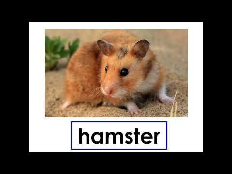 W12 2 Nas palavras-chave do veterinário