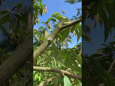 pruning / Pemangkasan durian musangking | durian ochee #vidioshort #berkebundurian #pruningdurian