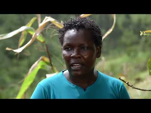 PAFID Kenya RCSAP Shamba Shape-Up Meru — Citizen TV