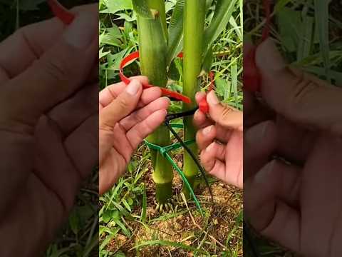 #shorts #agriculture #farming2024 #satisfying #machine #shot #EliteShortsUnleashed #5015