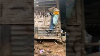 Download lagu Babi desember su dekat #babi #music #viral  #fyp  #tranding mp3