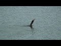 Indian Cormorant Swallows Live Fish Whole