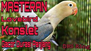 Download lagu Suara Burung Lovebird Konslet Gacor Durasi Panjang | Masteran Lovebird Biar Konslet... mp3