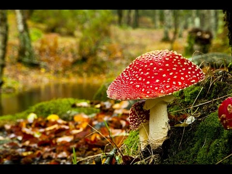 download lagu mp3 mp4 Bioblitz, download lagu Bioblitz gratis, unduh video klip Bioblitz