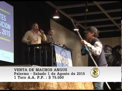 01-08-15 Venta de Machos Angus - Palermo 2015.