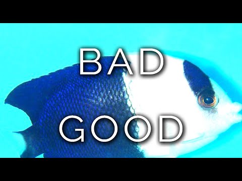 1572-IT Lisa, BAD & GOOD - Ipnosi Esoterica ∞ Lucio Carsi