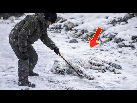 The man helped a snow leopard that was dying from freezing. What happened next was unbelievable.
