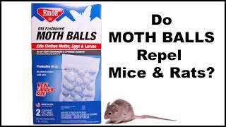 Do Moth Balls Repel Mice?  Mousetrap Monday