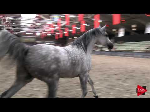 N.190 EMIRZO - Lier 2018 - Liberty Class Geldings (Class 17)