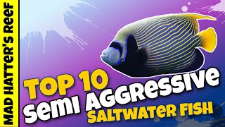 Top 10 Semi aggressive Saltwaterfish