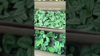 How to Make Money Selling Plants From Home - Read Description