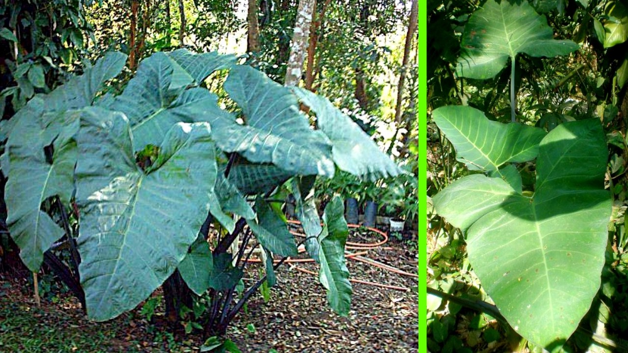 Combate Gases, Problemas de Visão, Queda de Cabelo… #Remédio Caseiro 💖 MARILENE SARAH FIALHO