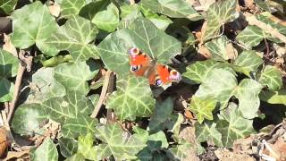 preview picture of video 'Peacock butterfly on Ivy'