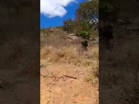 Maracajá Alcântaras Ce