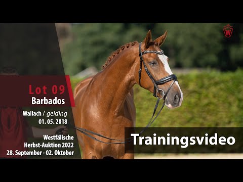 Herbst-Auktion Training Lot 9 Barbados Wallach v. Benicio - Fidermark