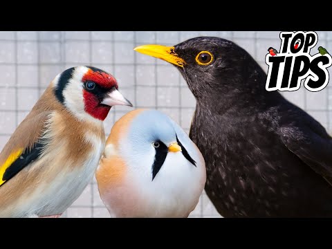Top Tips for Beginners Keeping British Birds