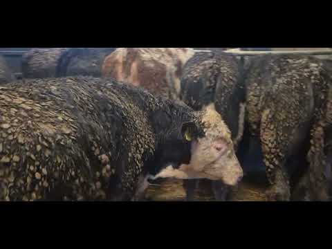 15 Quality Hereford & Angus bullocks - Image 2