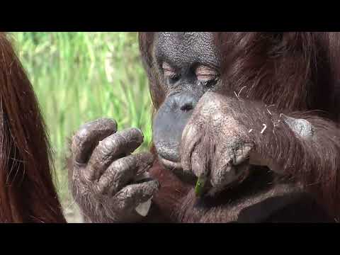 Amazing Tool Use with the Orangutan - Great Ape Feeder