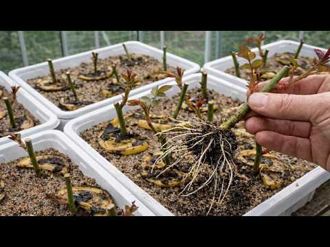 Just 1 Banana! You Will Have A Beautiful Rose Plant With Countless Roots And Flowers!