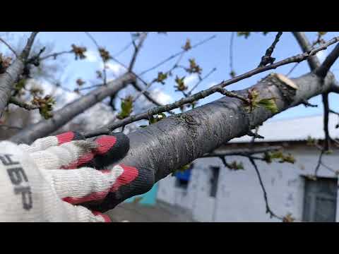 Как не испортить проблемное дерево шаблонным подходом