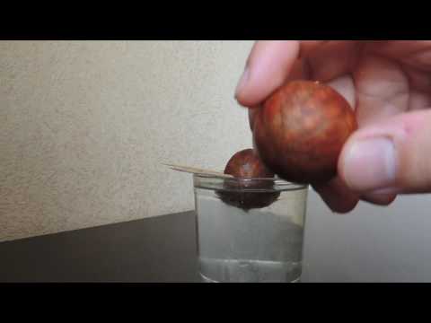 Как посадить авокадо дома. Проращивание семени авокадо