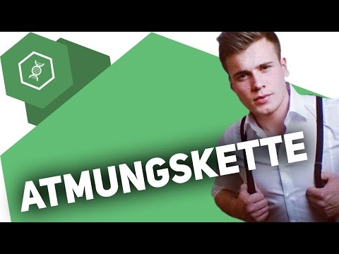 The respiratory chain - Cellular respiration Advanced 3