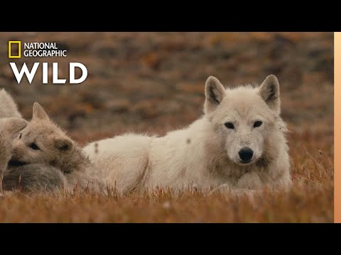 The Wolf Queen and Cubs | Kingdom of the White Wolf