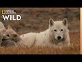 The Wolf Queen And Cubs Kingdom Of The White Wolf