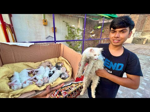 New Cat Ny 8 Bacha Peda Kiya 😍