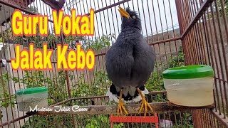 Download lagu Starling Bird Sounds is Very Melodious and Amazing. Part 45 mp3